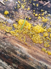 Dacrymyces lacrymalis