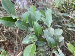 Ilex goshiensis
