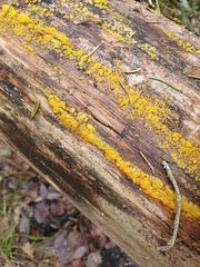 Dacrymyces lacrymalis