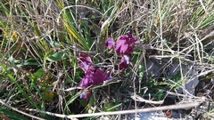 Iris adriatica