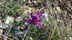 Iris adriatica