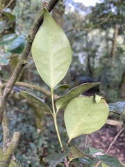 Microtropis yunnanensis