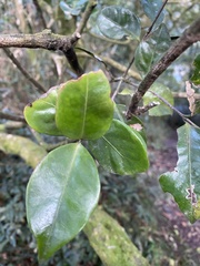 Microtropis yunnanensis