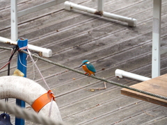 Alcedo atthis