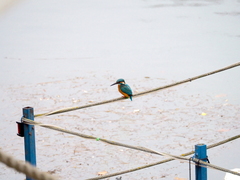 Alcedo atthis