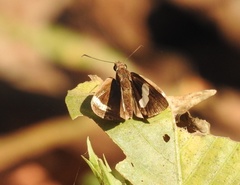 Notocrypta