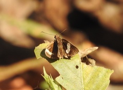 Notocrypta