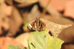 Notocrypta