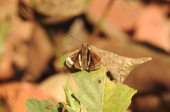 Notocrypta