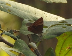 Abisara