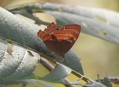 Abisara