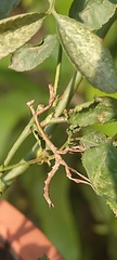 Aethalochroini