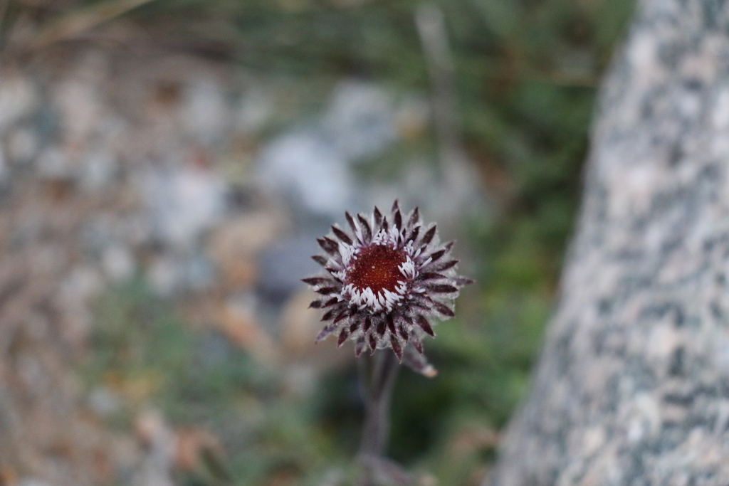 Erigeron petiolaris