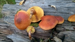 Gymnopilus thiersii