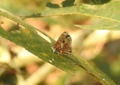 Catapaecilma major