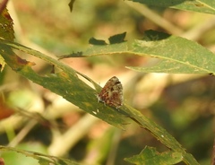 Catapaecilma major