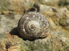Xerosecta