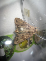 Apamea monoglypha