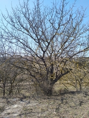 Pistacia atlantica mutica