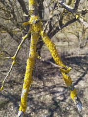 Pistacia atlantica mutica