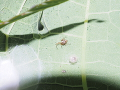 Theridion quadratum