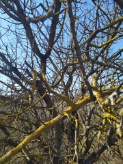 Pistacia atlantica mutica