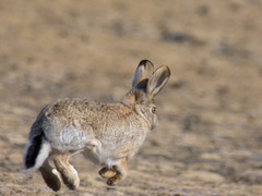 Lepus tolai