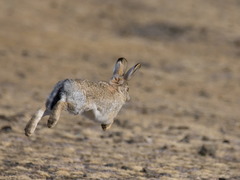 Lepus tolai
