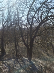 Pistacia atlantica mutica