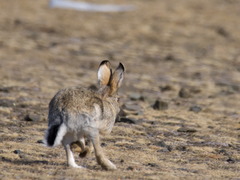 Lepus tolai