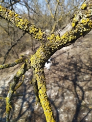 Pistacia atlantica mutica