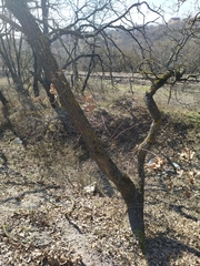 Pistacia atlantica mutica