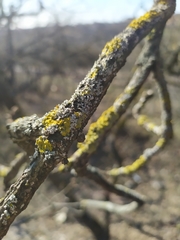 Pistacia atlantica mutica