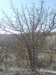 Pistacia atlantica mutica