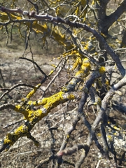 Pistacia atlantica mutica