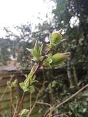 Angiospermae