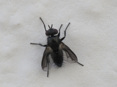 Periscepsia carbonaria