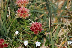 Rhodiola algida