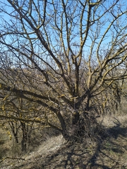 Pistacia atlantica mutica