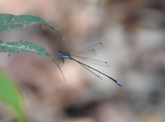 Caconeura ramburi