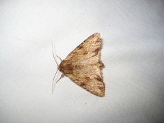 Apamea sublustris