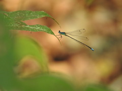 Caconeura ramburi