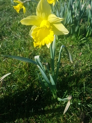 Narcissus pseudonarcissus