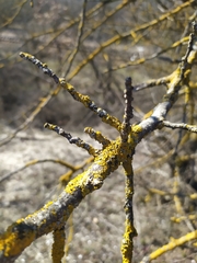 Pistacia atlantica mutica