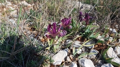 Iris adriatica