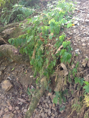 Selaginellaceae