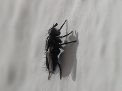 Periscepsia carbonaria