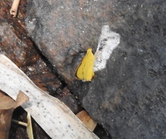 Cupitha purreea