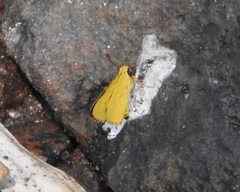 Cupitha purreea