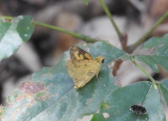 Cupitha purreea